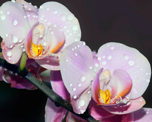 Schöne Blumen Auf Dunklem Verschwommenem Hintergrund Sommerkonzept Nahsicht — Stockfoto