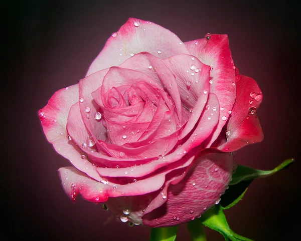 Hermosa Flor Rosa Con Gotas Agua Concepto Verano Vista Cercana —  Fotos de Stock