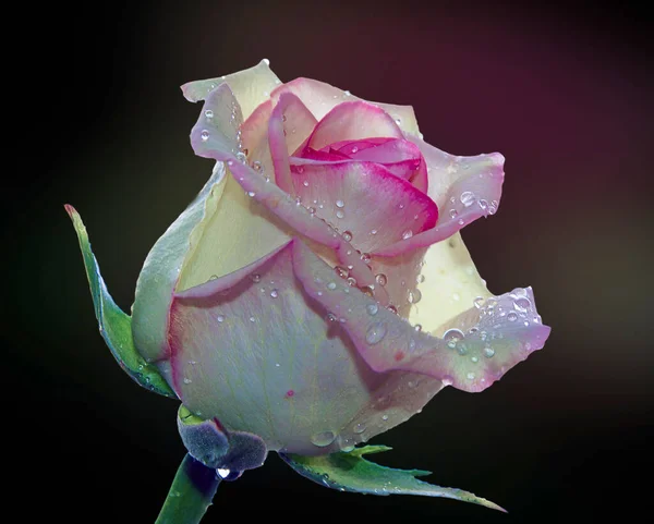 Hermosa Flor Rosa Con Gotas Agua Concepto Verano Vista Cercana —  Fotos de Stock