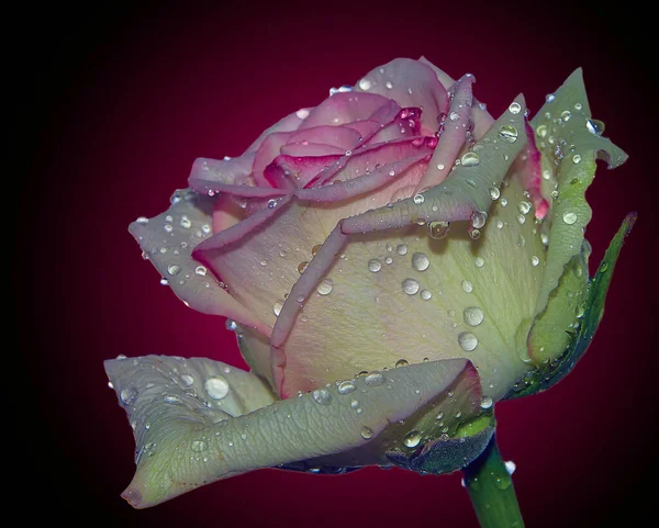 Hermosa Flor Rosa Con Gotas Agua Concepto Verano Vista Cercana — Foto de Stock