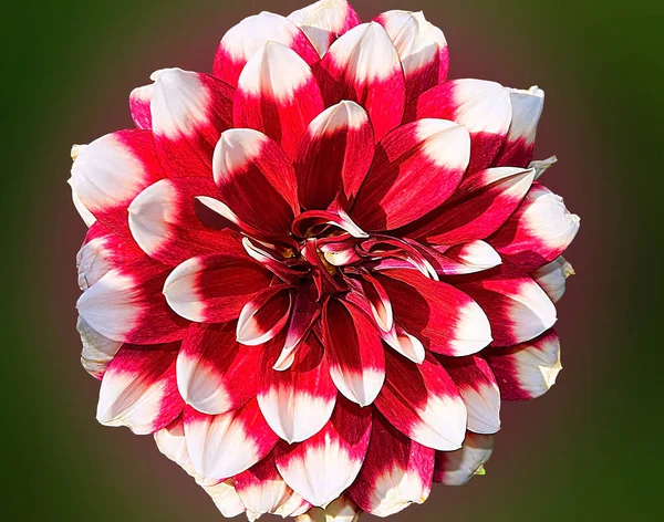 Piękny Kwiat Rośnie Ogrodzie Letni Słoneczny Dzień — Zdjęcie stockowe