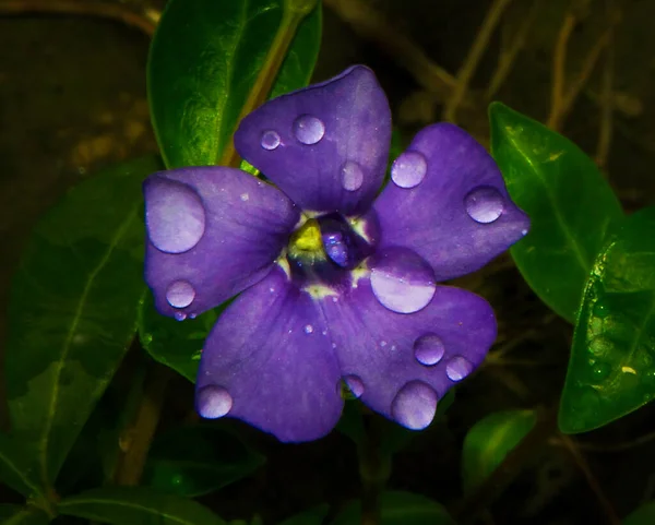 Schöne Blume Auf Dunklem Hintergrund Sommerkonzept Nahsicht — Stockfoto