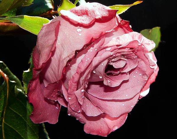 Bela Rosa Flor Com Gotas Água Conceito Verão Vista Perto — Fotografia de Stock