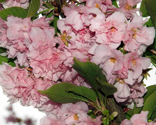 Piękne Gerbera Kwiaty Tle Nieba Koncepcja Latem Widok Bliska — Zdjęcie stockowe