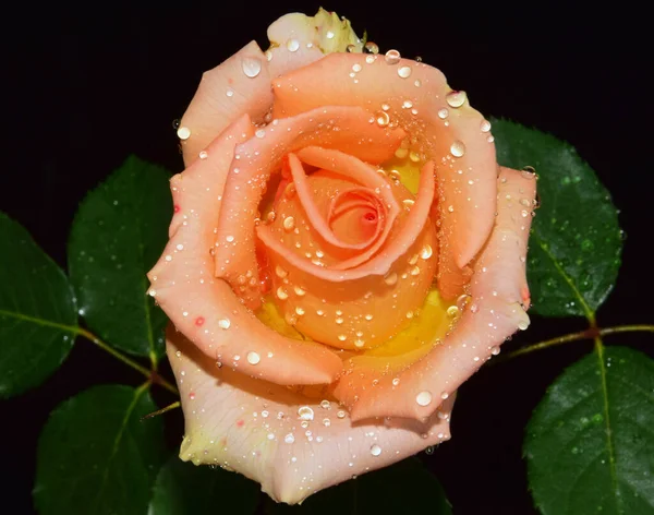 Bela Rosa Flor Com Gotas Água Conceito Verão Vista Perto — Fotografia de Stock