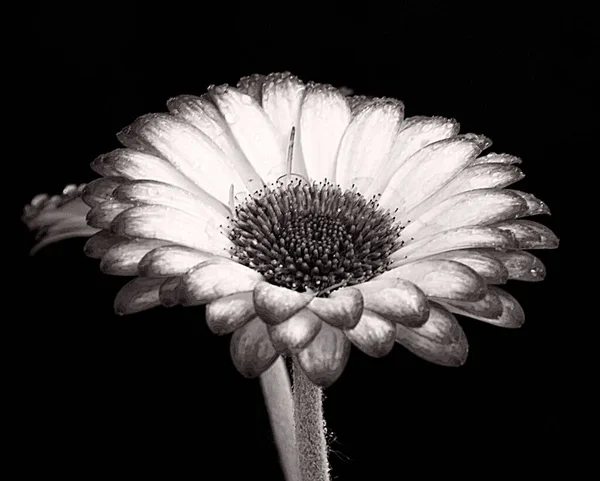 Schöne Blume Auf Dunklem Hintergrund Sommerkonzept Nahsicht — Stockfoto