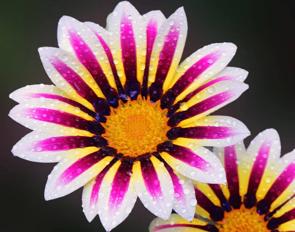 Belles Fleurs Sur Fond Sombre Concept Été Vue Rapprochée — Photo