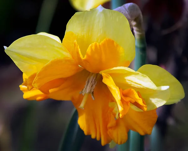 Bellissimo Fiore Sfondo Sfocato Concetto Estivo Vista Vicino — Foto Stock