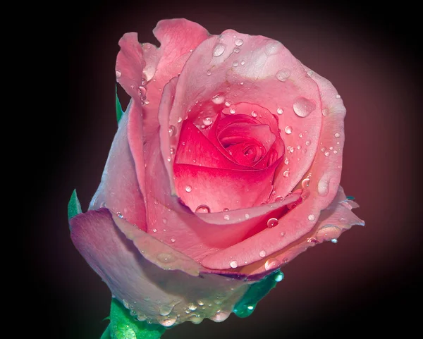 Belle Fleur Rose Avec Gouttes Eau Concept Été Vue Rapprochée — Photo