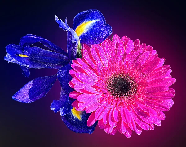 Belles Fleurs Sur Fond Sombre Concept Été Vue Rapprochée — Photo