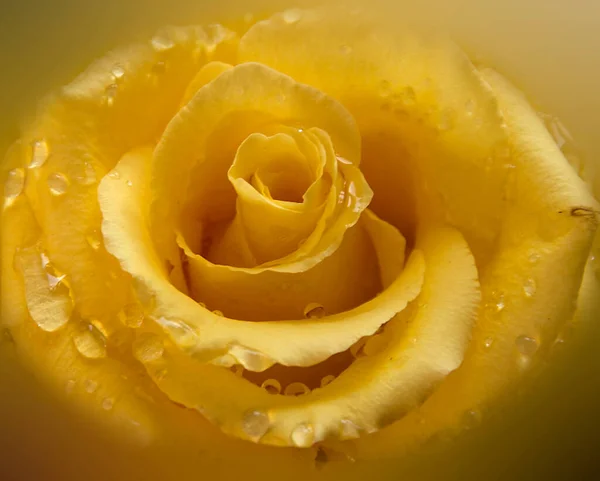 Schöne Rosenblüte Mit Wassertropfen Sommerkonzept Nahsicht — Stockfoto