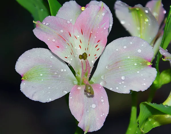 Flores Bonitas Fundo Escuro Desfocado Conceito Verão Vista Próxima — Fotografia de Stock