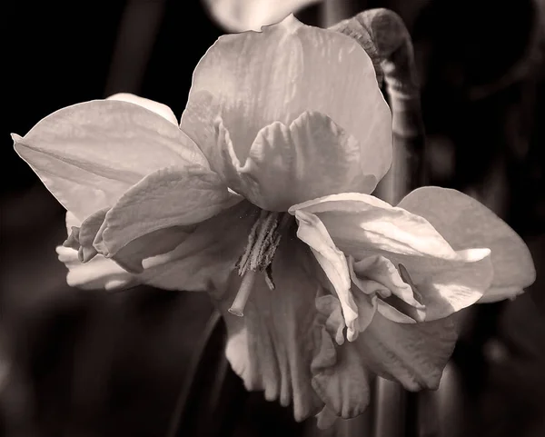 Όμορφο Λουλούδι Σκούρο Φόντο Καλοκαιρινό Concept Κοντινή Θέα — Φωτογραφία Αρχείου