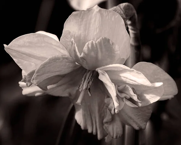 Hermosa Flor Sobre Fondo Oscuro Concepto Verano Vista Cercana — Foto de Stock