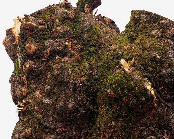 Old Dry Stump Outdoor Sunny Day — Stock Photo, Image