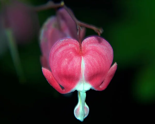 Vackra Blommor Mörk Bakgrund Sommar Koncept Nära Utsikt — Stockfoto