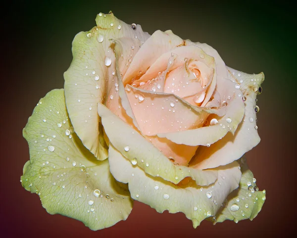 Beautiful Rose Flower Water Drops Summer Concept Close View — Stock Photo, Image