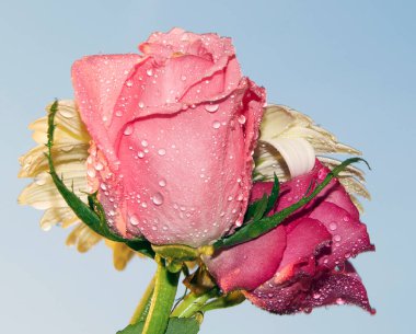 Gökyüzünde güzel çiçekler, yaz konsepti, yakın manzara  