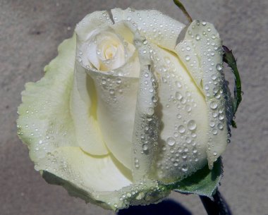 Çiçek açan güzel çiçeğe yaklaş.