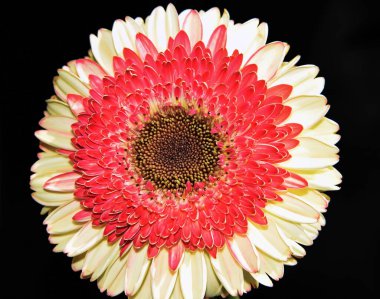 Güzel çiçeklerin açtığı yere yakın.