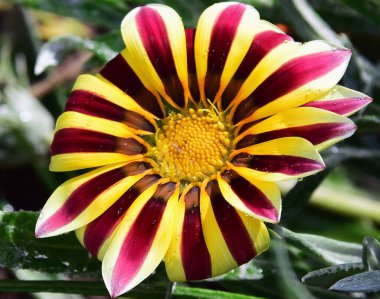 Güzel çiçeklerin açtığı yere yakın.