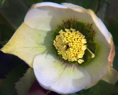 Güzel çiçeklerin açtığı yere yakın.