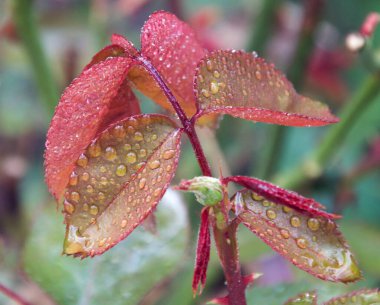 Su damlalı yeşil yaprakların manzarası, yakın görüş 