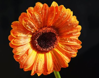 Güzel çiçeklerin açtığı yere yakın.