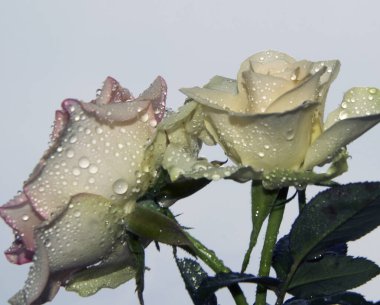 Güzel güller, kapatın.