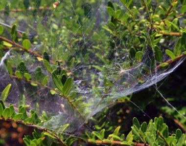 Güneşli yaz gününde bahçede büyüyen örümcek ağlı bitkilerin manzarası 