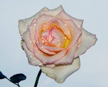 Çiçek açan güzel çiçeğe yaklaş.