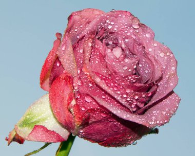 Çiçek açan güzel çiçeğe yaklaş.