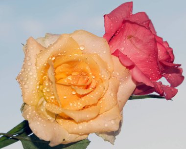 Güzel güller, kapatın.