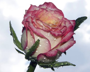 Çiçek açan güzel çiçeğe yaklaş.