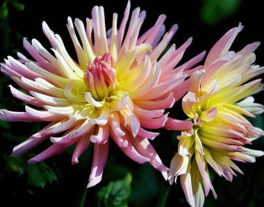 Güzel çiçeklerin açtığı yere yakın.