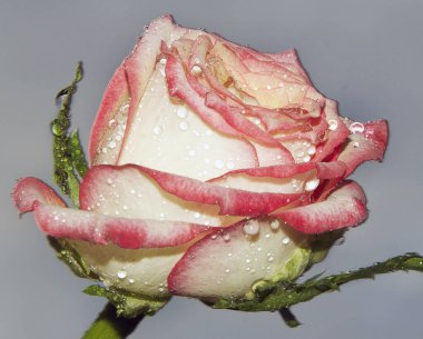 Çiçek açan güzel çiçeğe yaklaş.