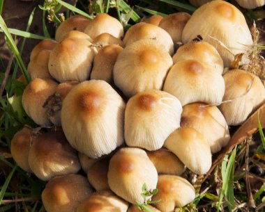 Ormanda boletus mantarı