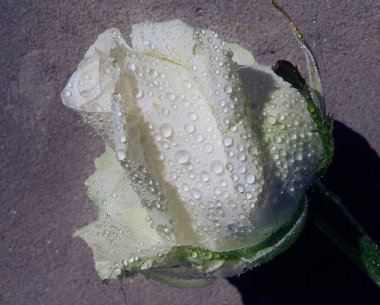 Güzel gül çiçeği, kapat