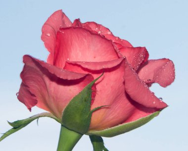 Çiçek açan güzel çiçeğe yaklaş.