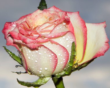 Çiçek açan güzel çiçeğe yaklaş.