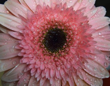 Güzel çiçeklerin açtığı yere yakın.