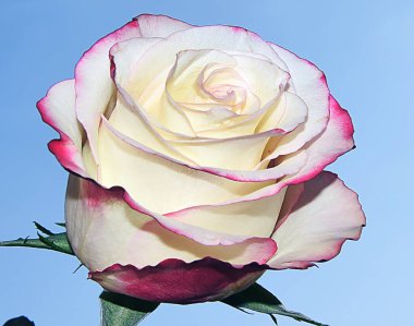 Çiçek açan güzel çiçeğe yaklaş.