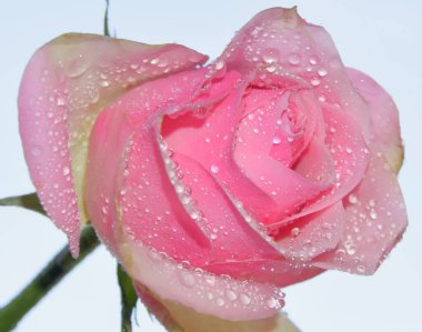 Çiçek açan güzel çiçeğe yaklaş.