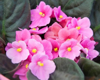 Güzel çiçeklerin açtığı yere yakın.