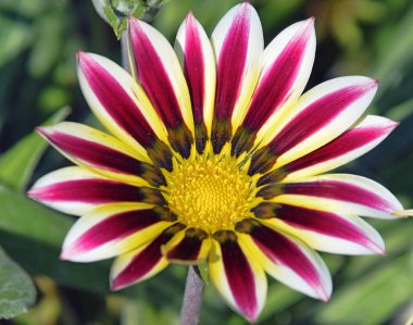 Güzel çiçeklerin açtığı yere yakın.