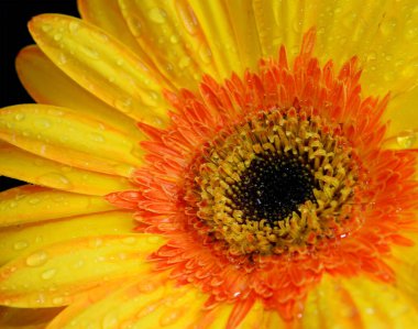 Güzel çiçeklerin açtığı yere yakın.