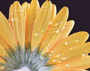 Güzel çiçeklerin açtığı yere yakın.