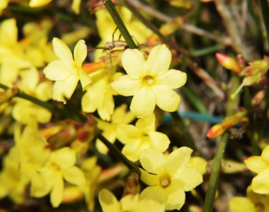 Güzel çiçeklerin açtığı yere yakın.