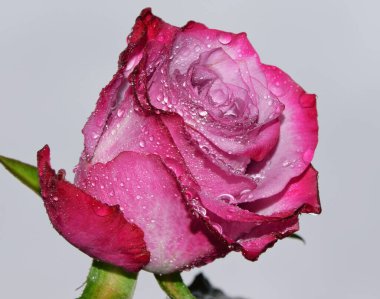 Çiçek açan güzel çiçeğe yaklaş.