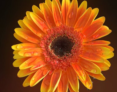 Güzel çiçeklerin açtığı yere yakın.